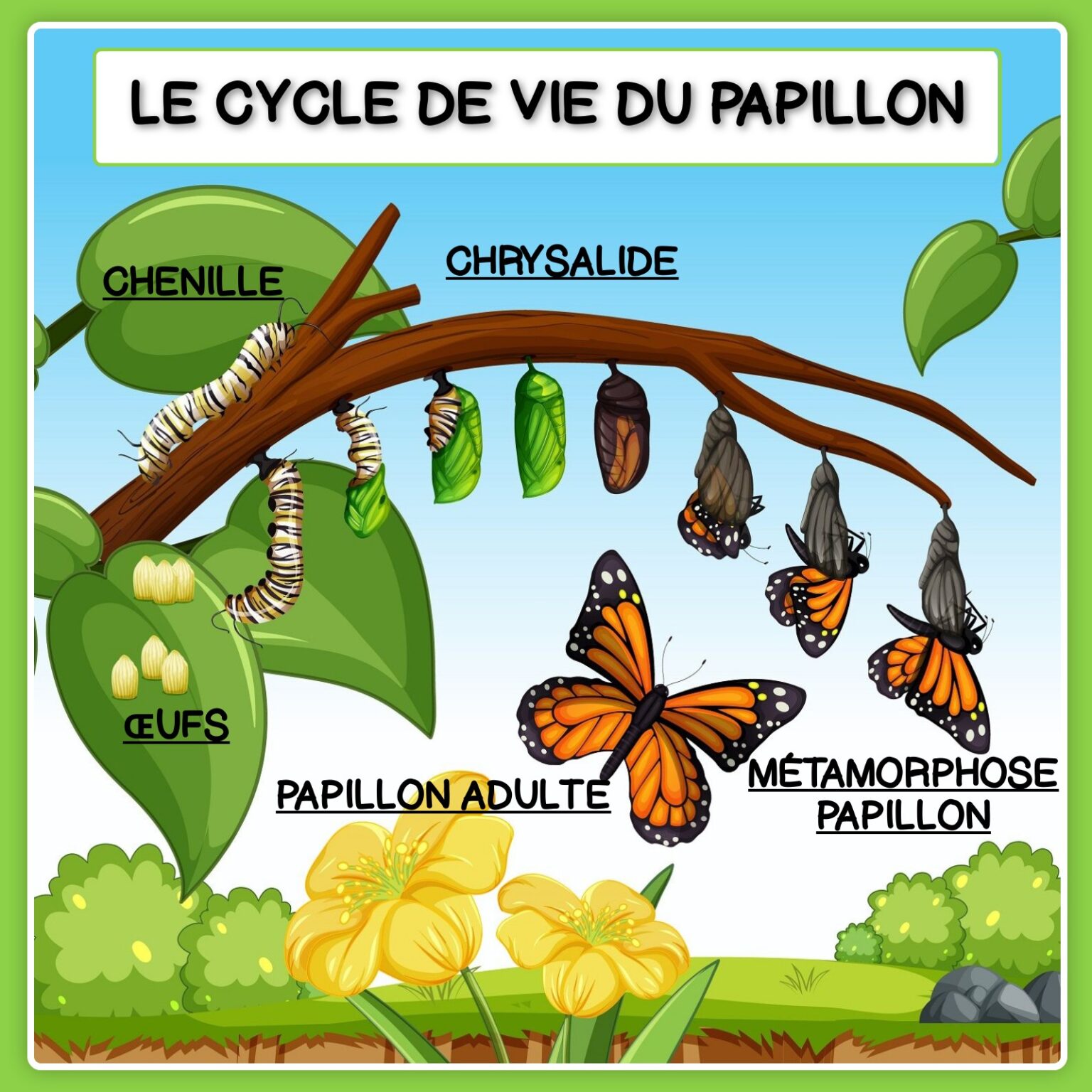 LE CYCLES DE VIE DU PAPILLON - AFFICHAGE ET ATELIERS DE MANIPULATIONS